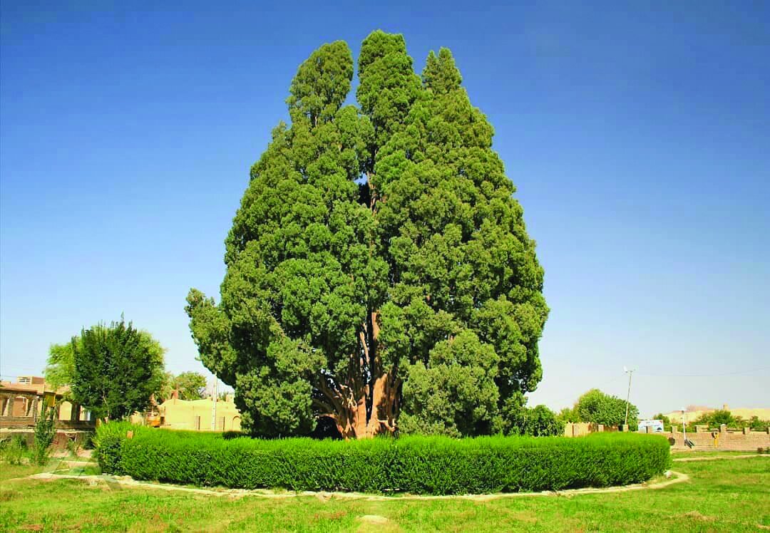 آمریکا ۲۵۰ سال ؛ سرو ابرکوه ۴ هزار سال قدمت | این درختان در ایران عمرشان از آمریکا بیشتر است