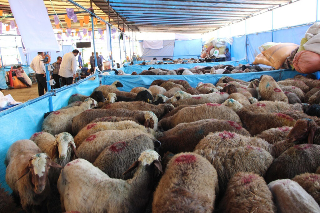ثبت ۴۶ هزار تخلف پلاک در ۲ ماه
